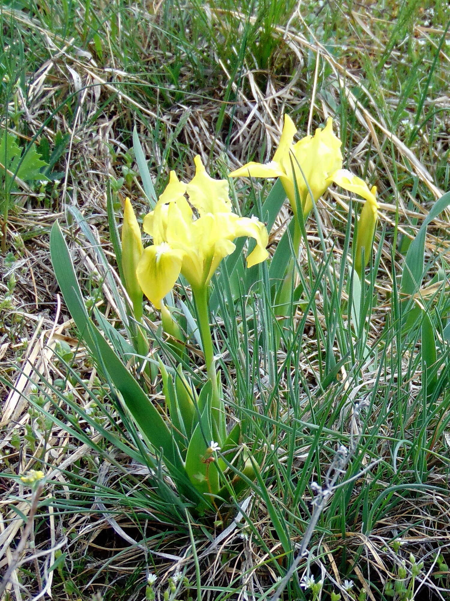 Plancia ëd Iris pumila L.