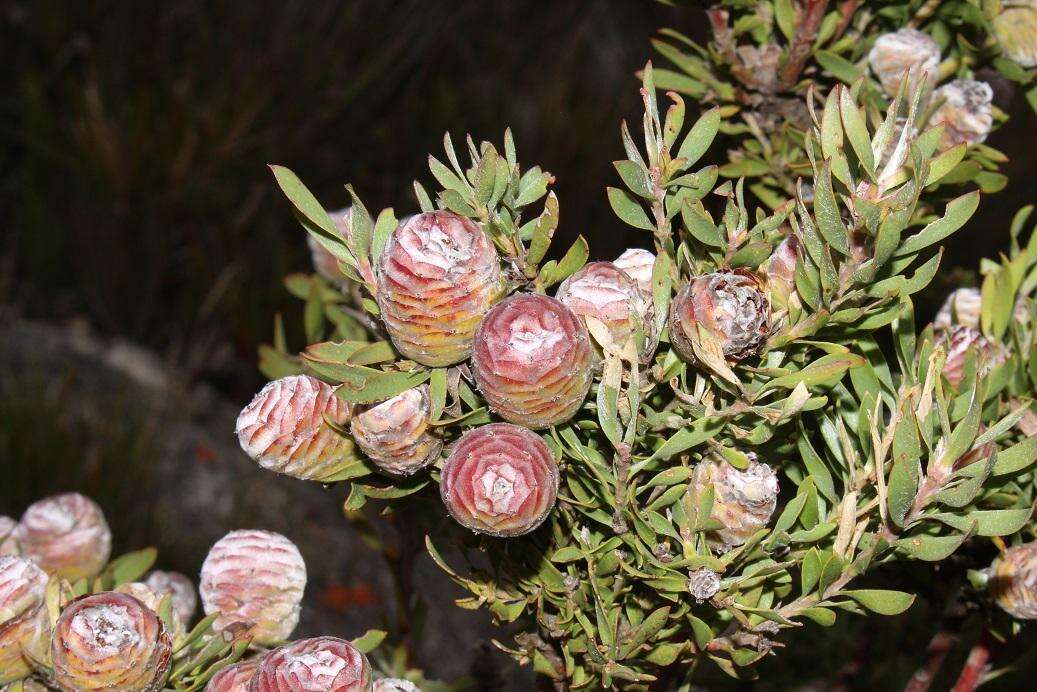 Image of Leucadendron rourkei I. J. M. Williams