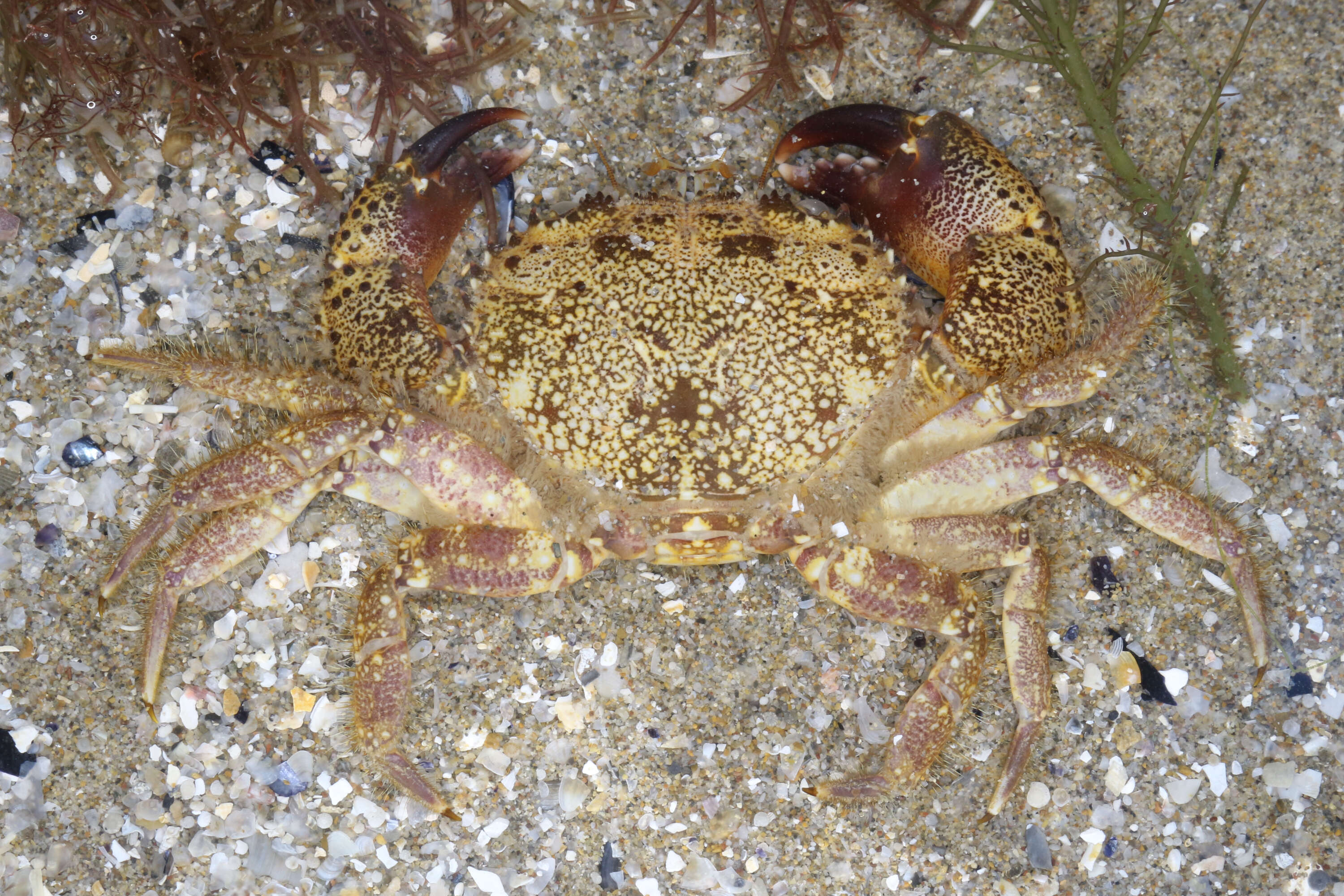 Image of Yellow Round Crab