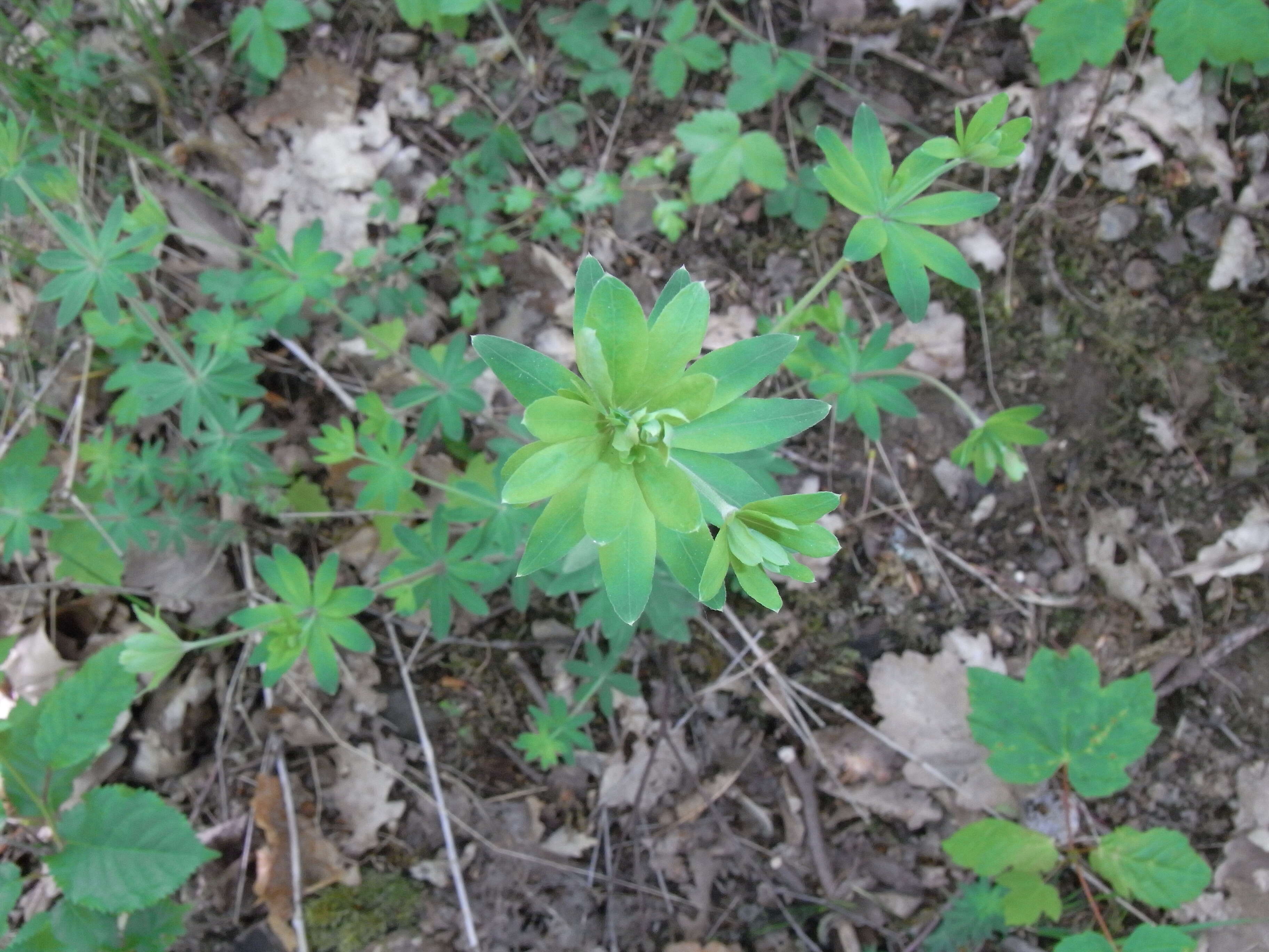 Sivun Galium sylvaticum L. kuva