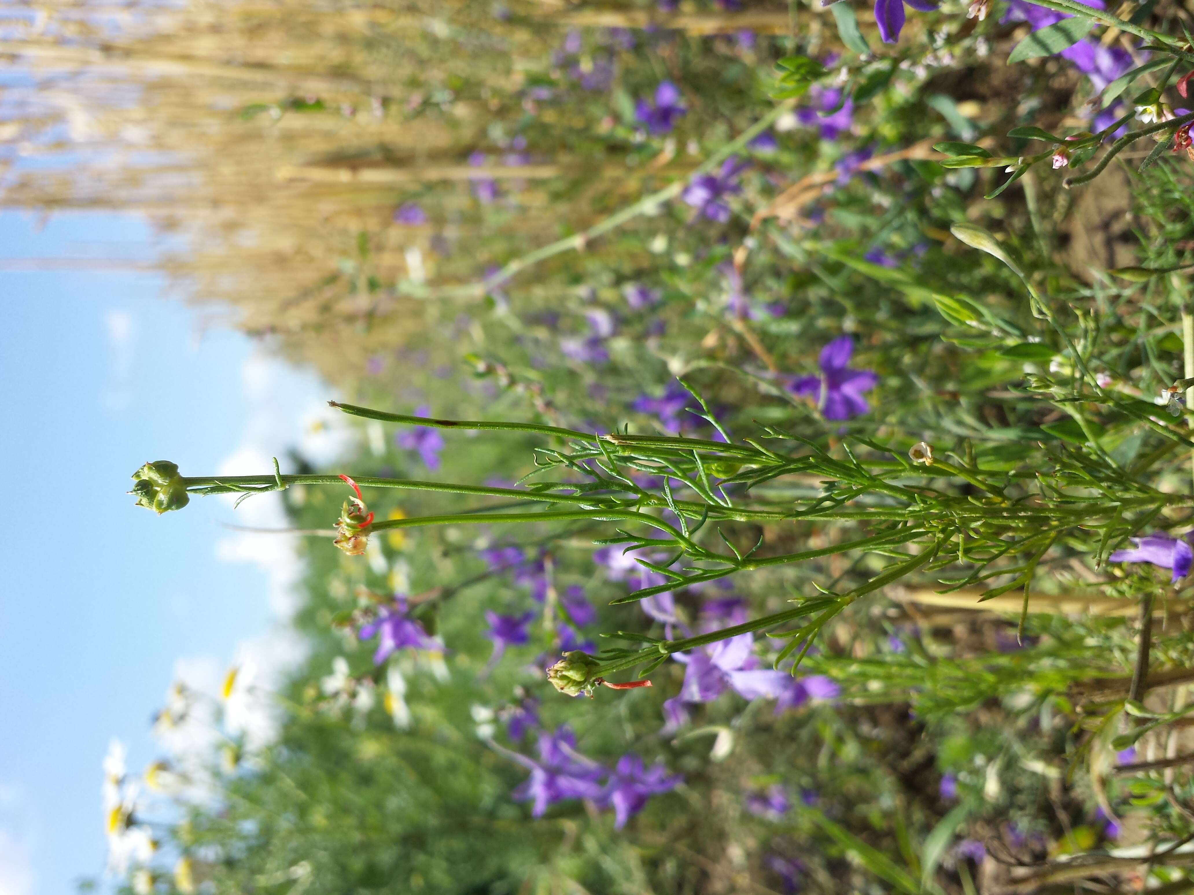 Image of flame adonis