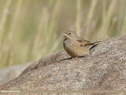 Image of Grey-necked Bunting