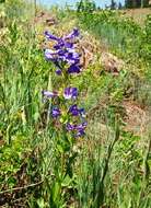 Image of Blue Mountain beardtongue