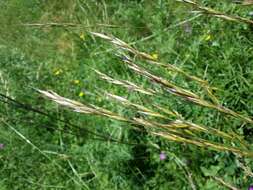 Plancia ëd Helictochloa pratensis (L.) Romero Zarco