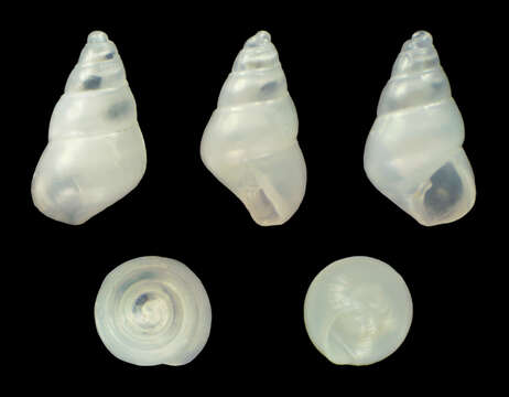 Image of Odostomia turrita Hanley 1844