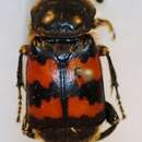 صورة Nicrophorus (Nicrophorus) sepulchralis (Heer 1841)