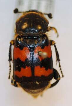 Image of Nicrophorus (Nicrophorus) sepulchralis (Heer 1841)