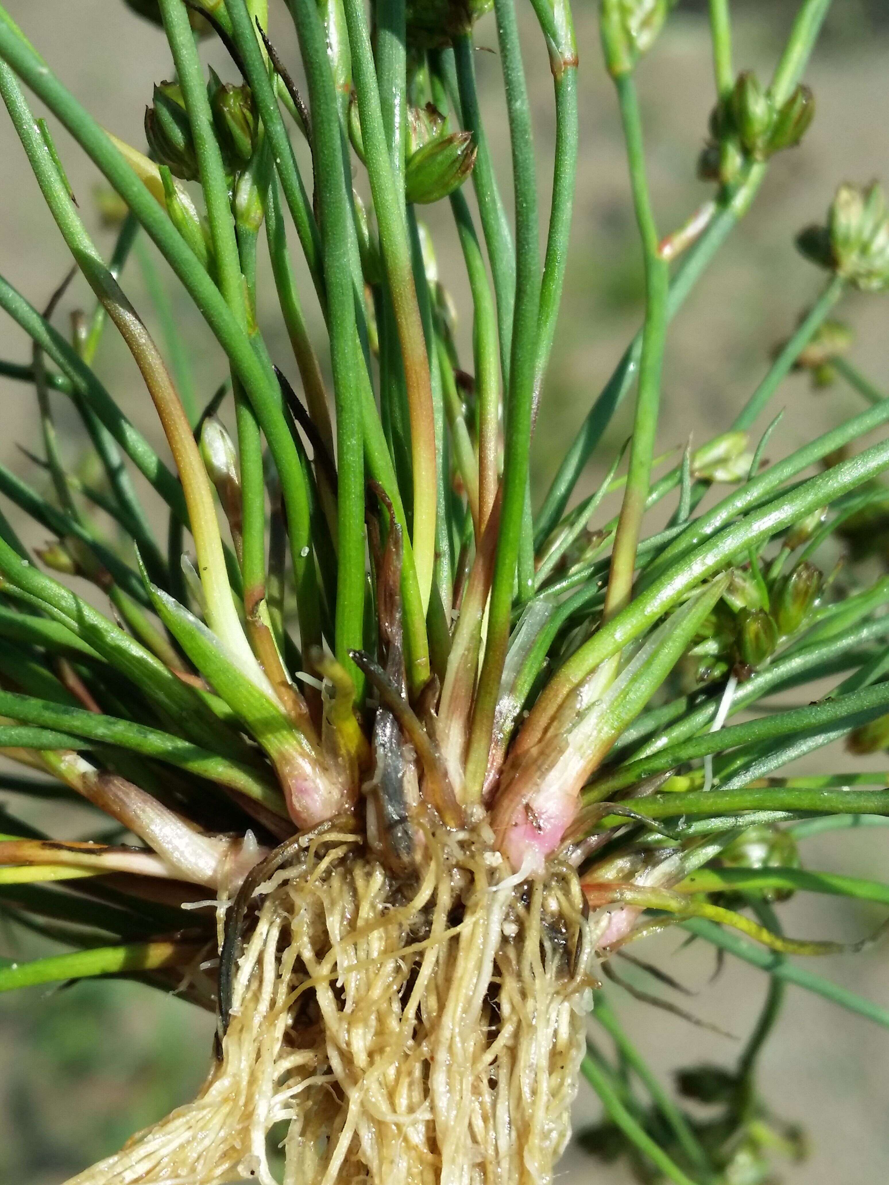 Juncus bulbosus L. resmi