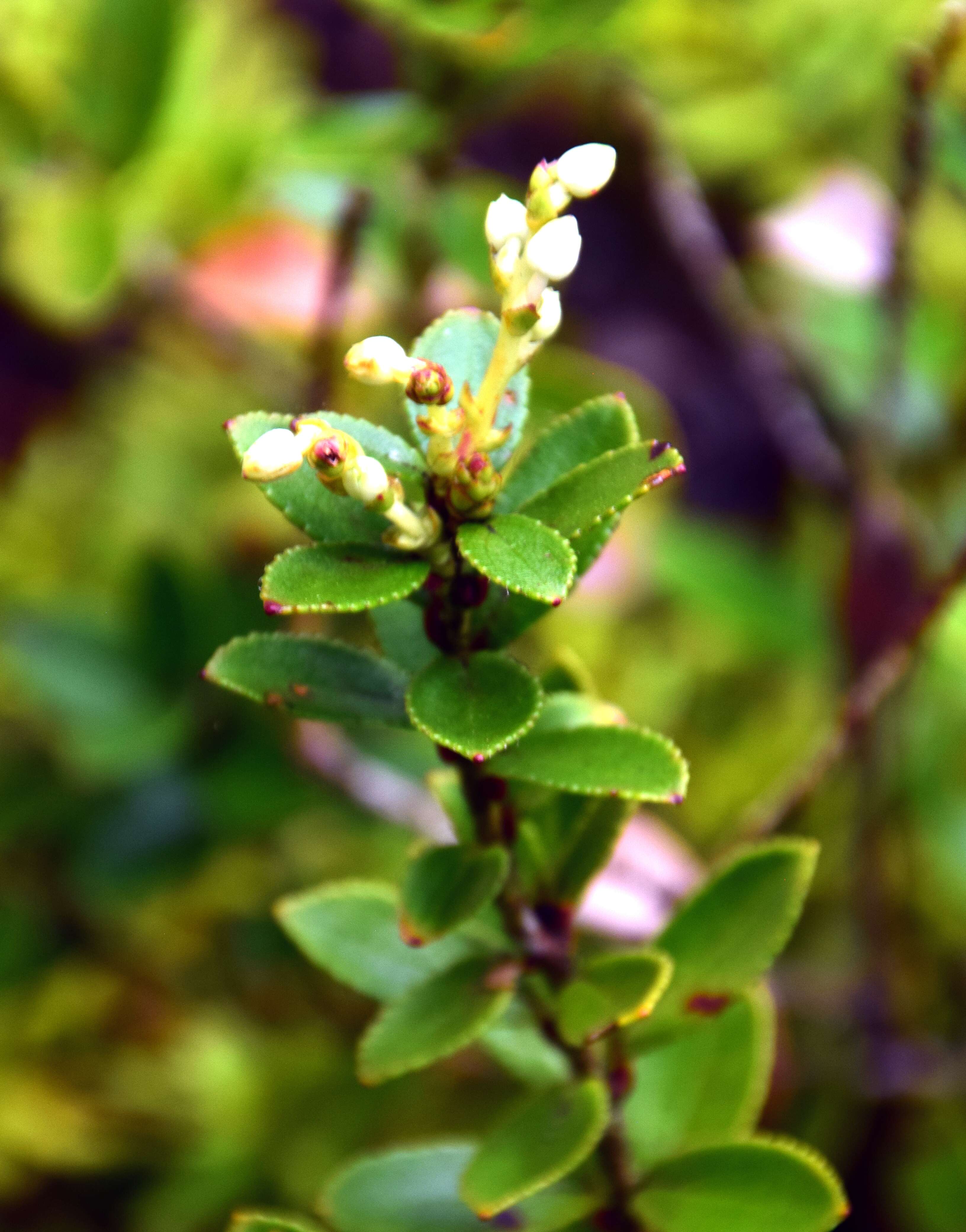 Image of Gaultheria antipoda Forst. fil.