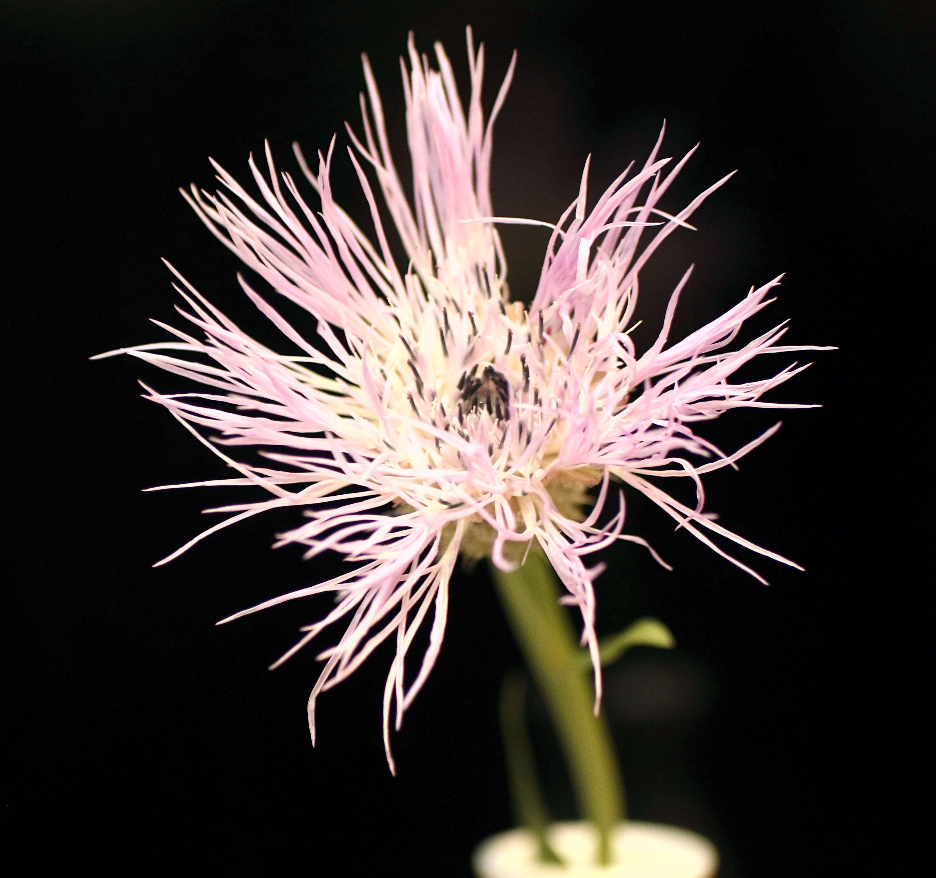 Image of Centaurea americana
