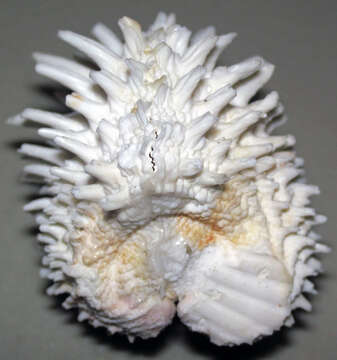 Image of Florida spiny jewel box clam