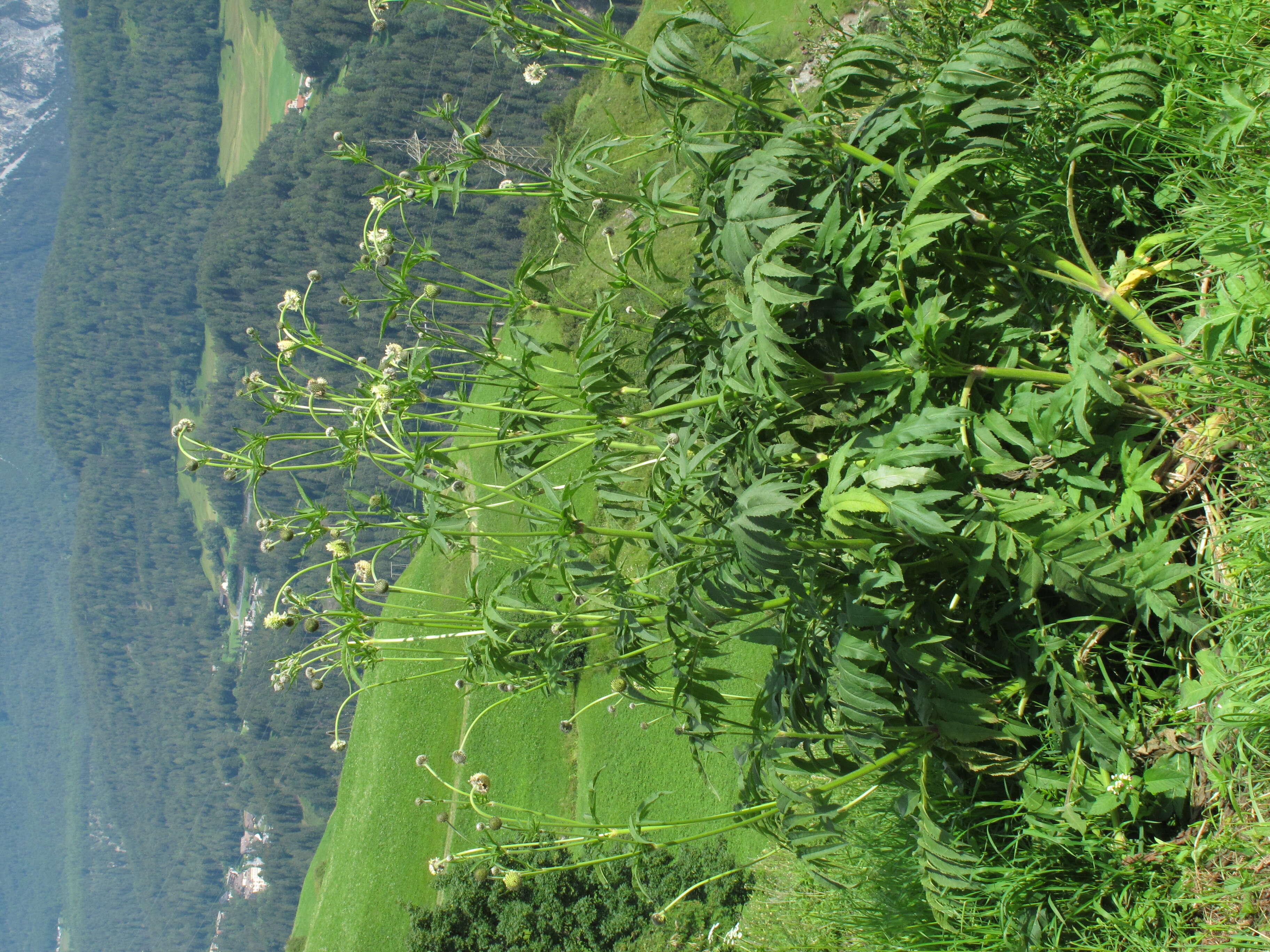 Cephalaria alpina (L.) Schrad. resmi