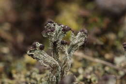 Image of cup lichen