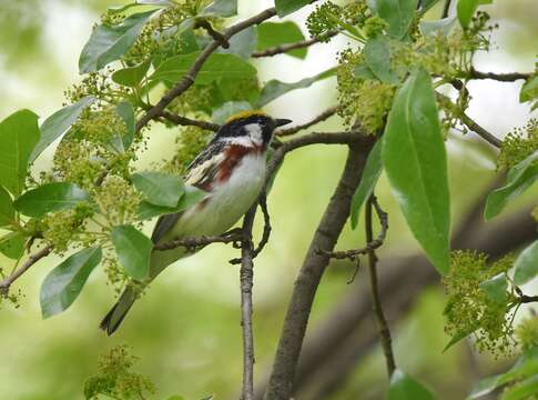 Image of Chestnut-sided Warbler