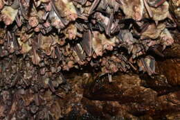 Imagem de Myotis blythii (Tomes 1857)