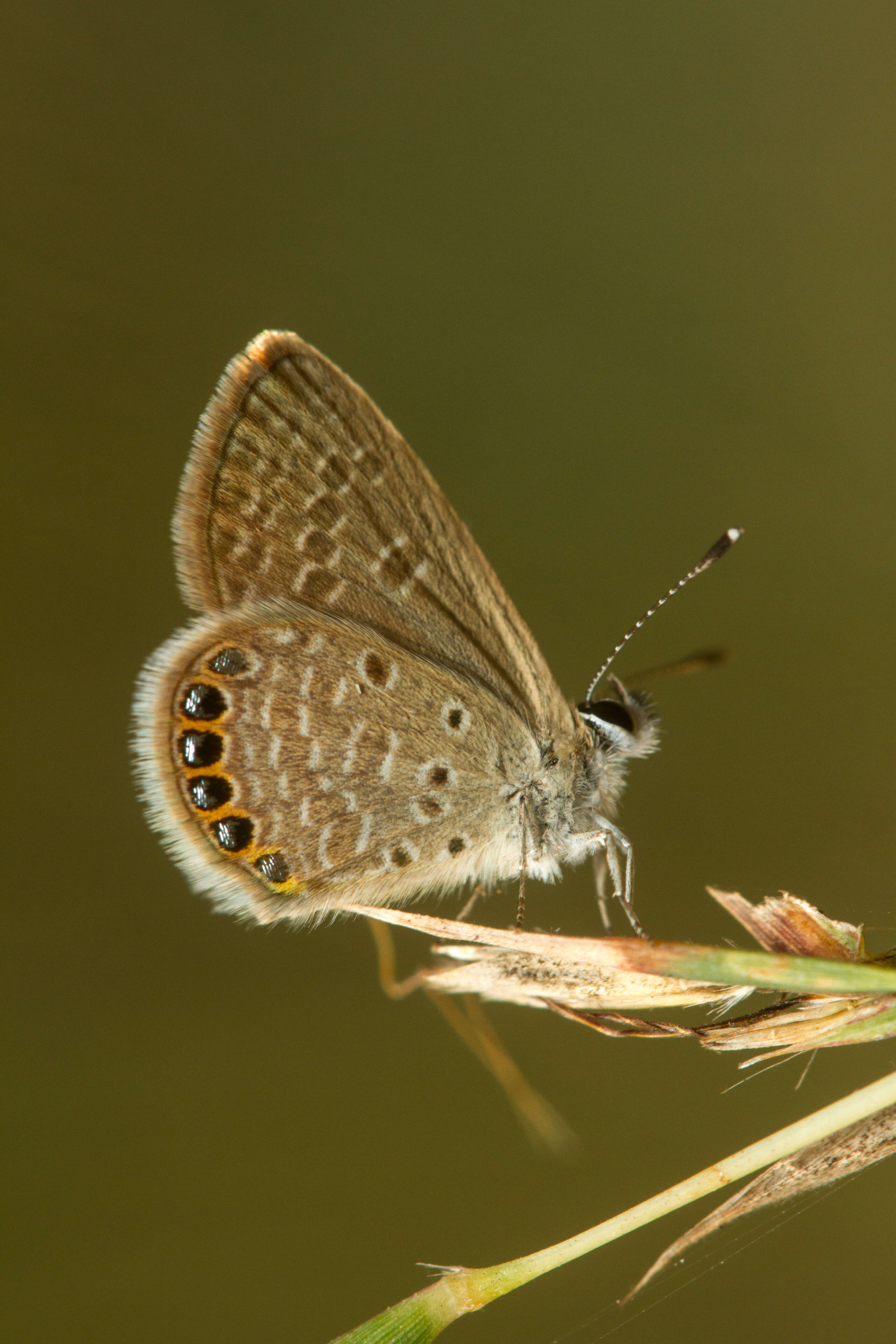 Image of Oriental Grass Jewel