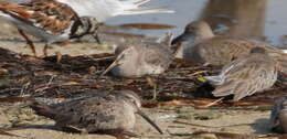 Image of Short-billed Dowitcher