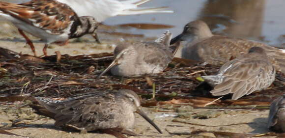 Image of Short-billed Dowitcher