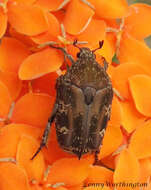 Image of Asian mango flower beetle