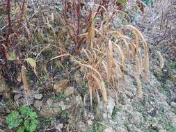 Image of Foxtail millet