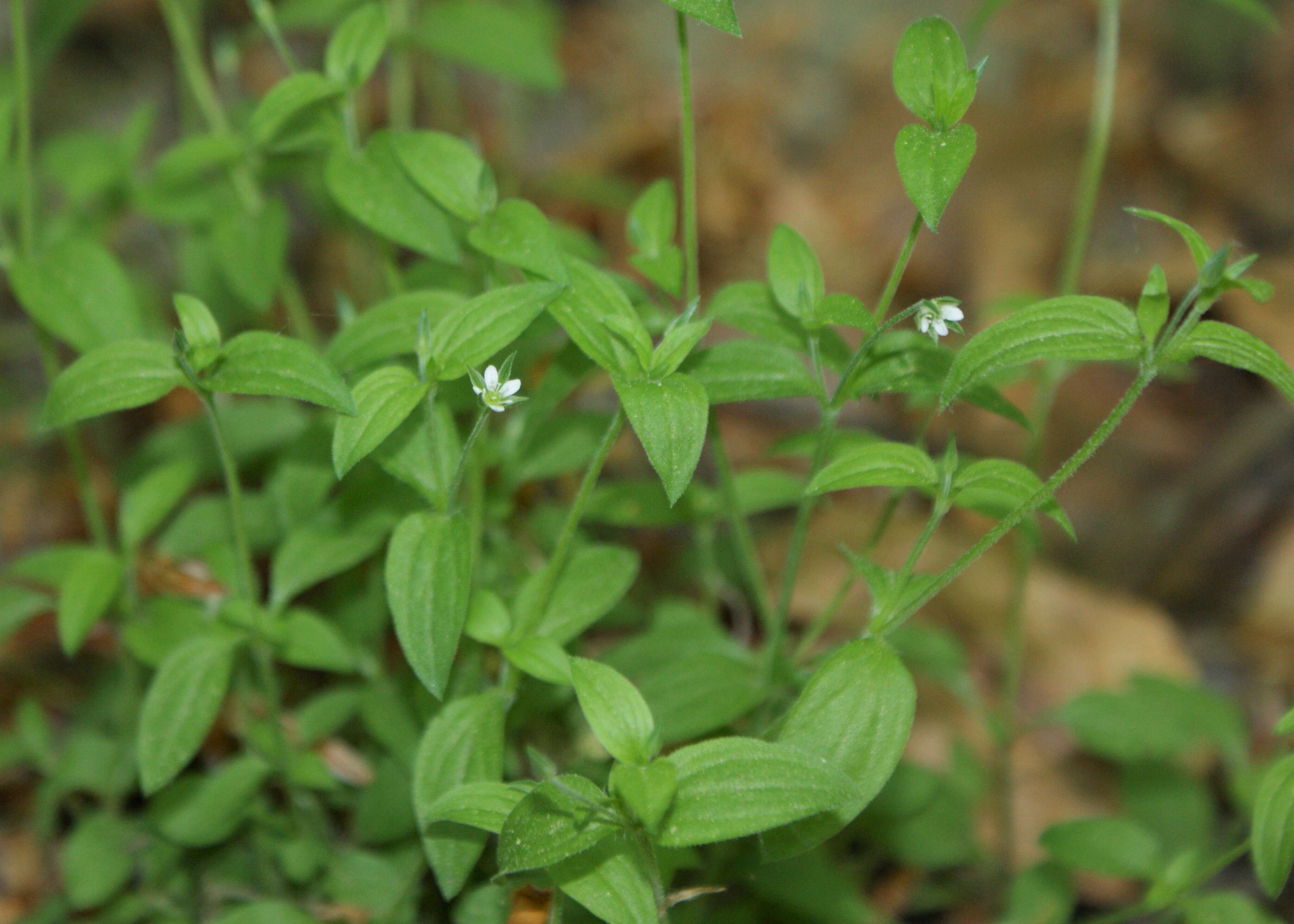 Слика од Moehringia trinervia (L.) Clairv.