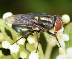 Cochliomyia macellaria (Fabricius 1775)的圖片