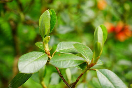 Sivun Rhododendron cinnabarinum Hook. fil. kuva