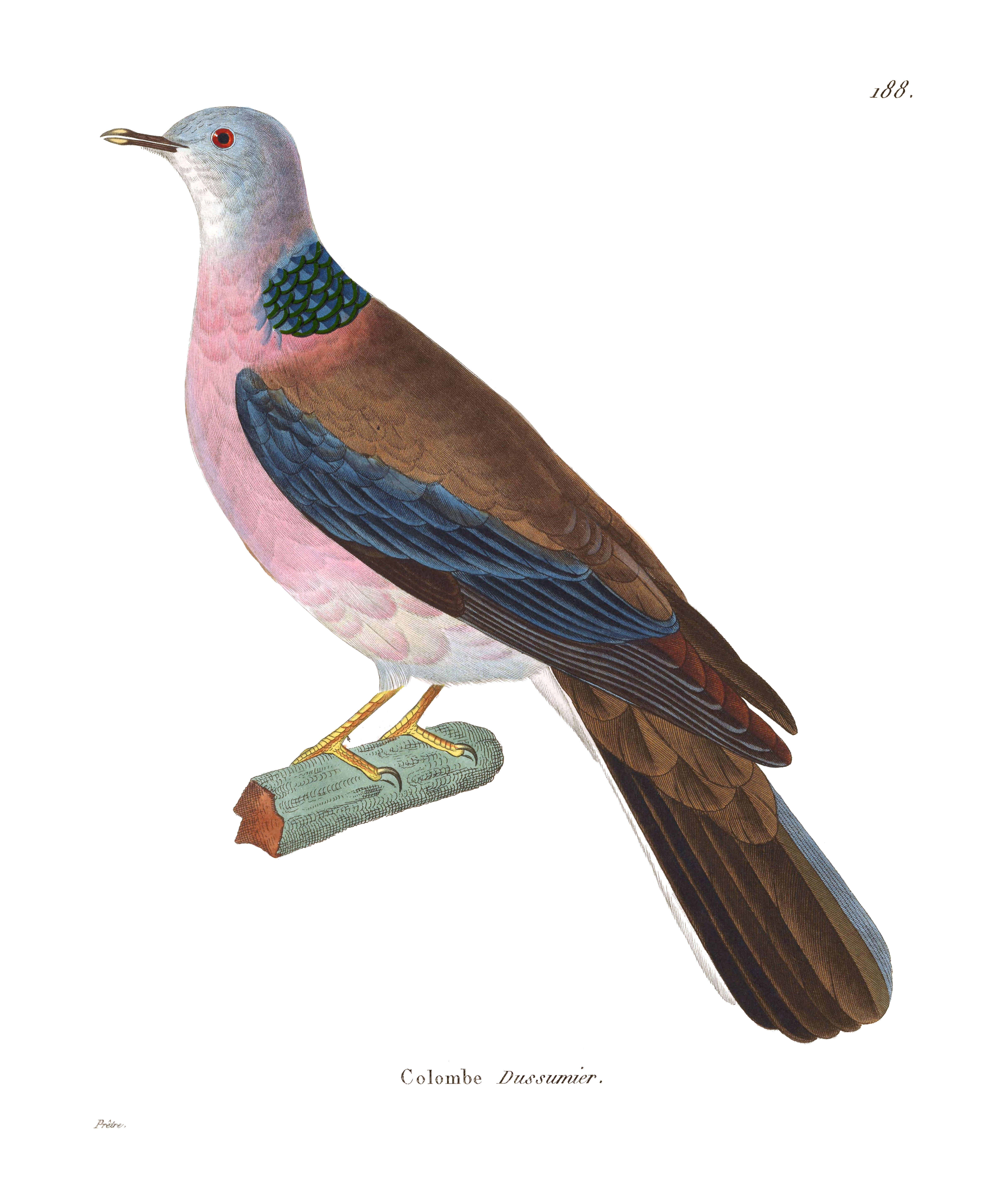Image of Philippine Collared Dove