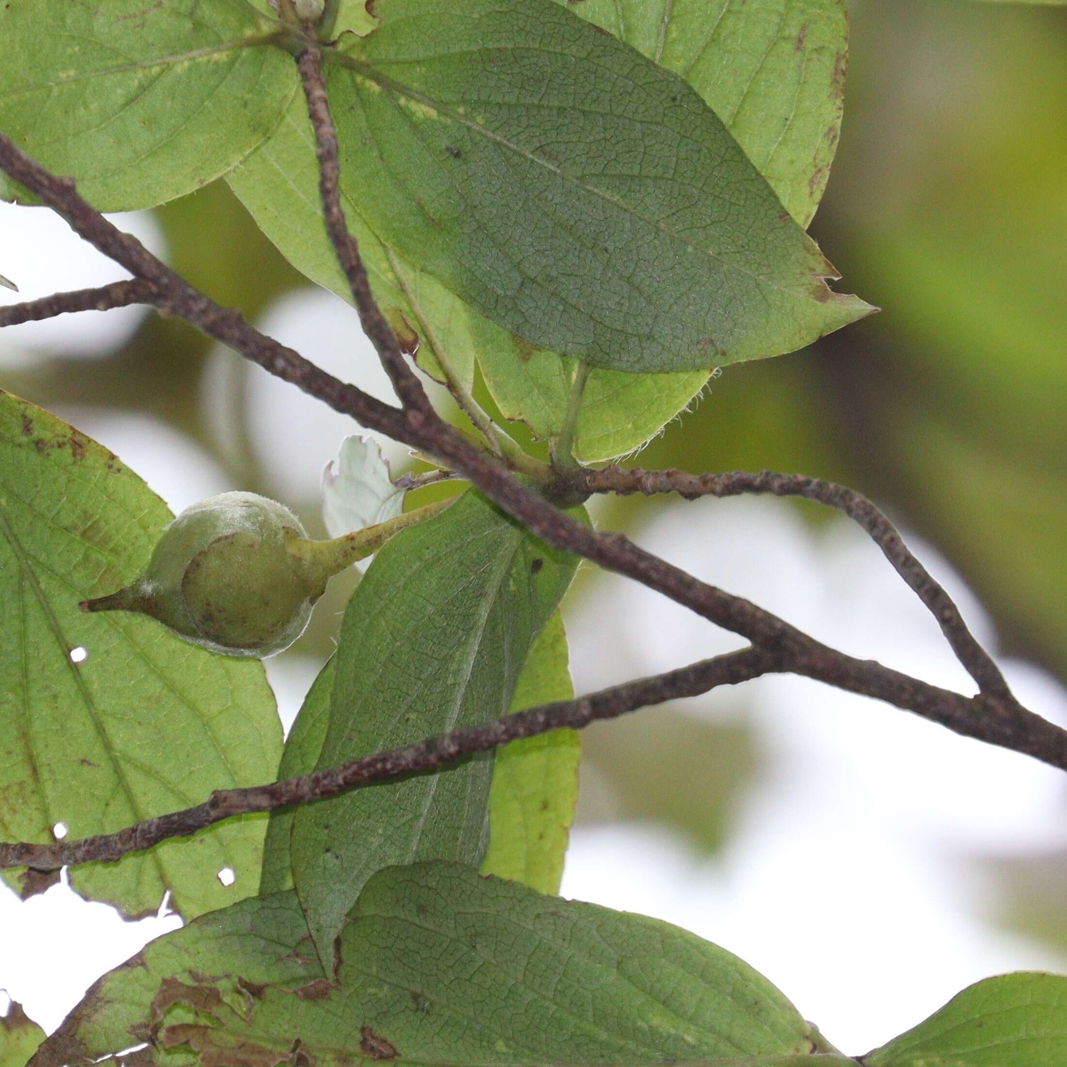 Imagem de Stewartia pseudocamellia Maxim.