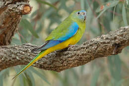 Image of Turquoise Parrot