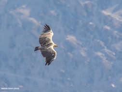 Imagem de Gyps himalayensis Hume 1869