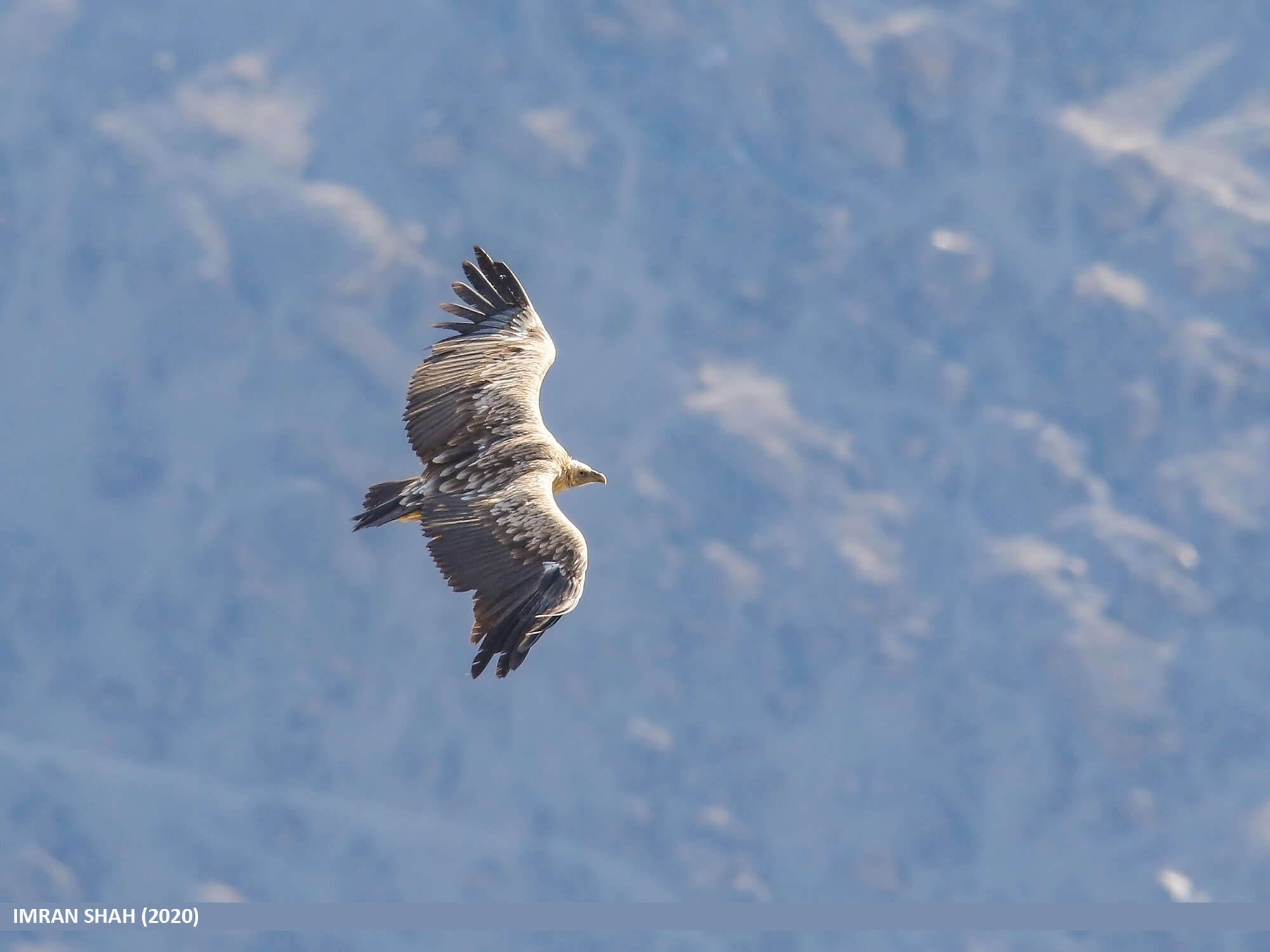 Image of Himalayan Griffon