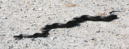 Image of black rat snake