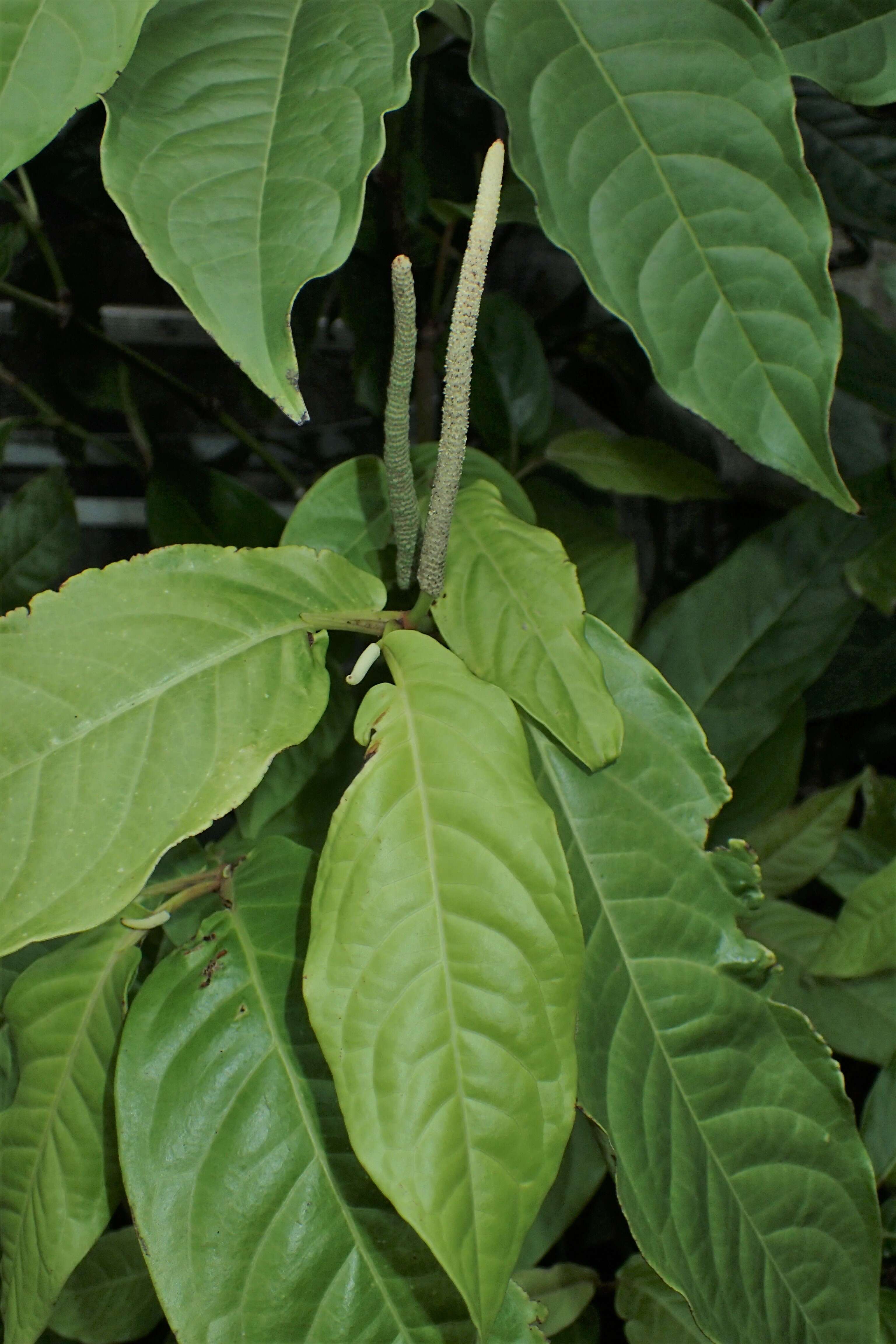 Image of Indian long pepper