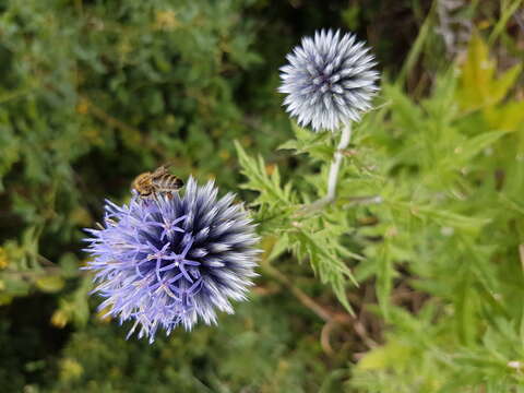 Image of Echinops bannaticus Rochel ex Schrad.