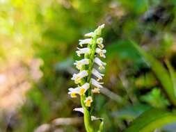 Image of Shining Ladies'-Tresses