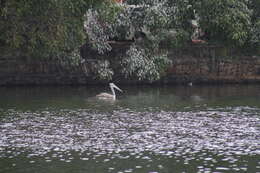 Image of Grey Pelican