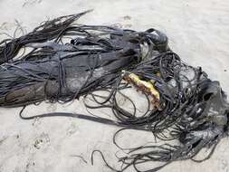 Image of New Zealand bull kelp