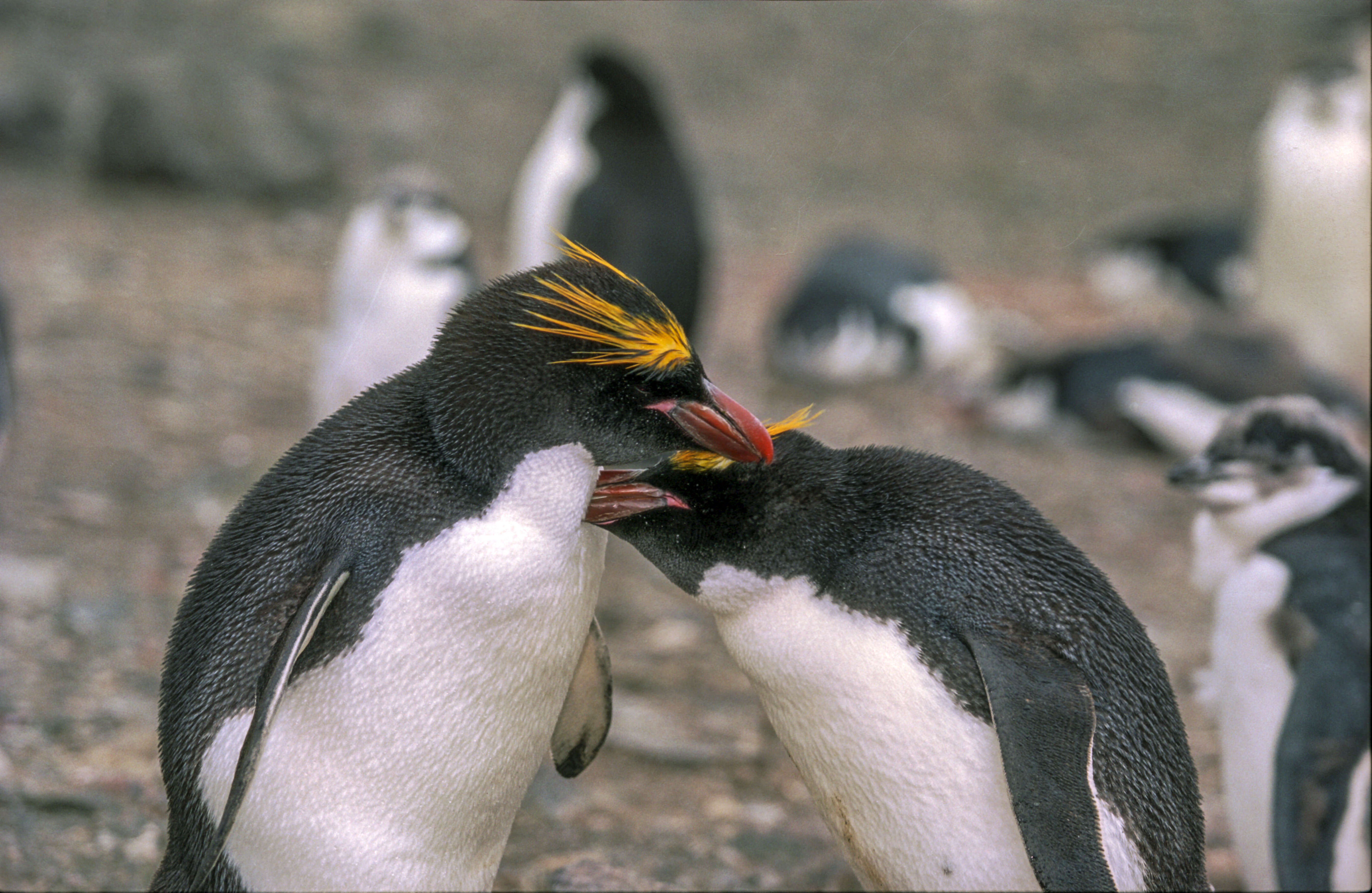 Image of Macaroni Penguin