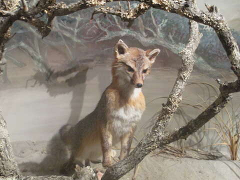 Image of Grey Foxes