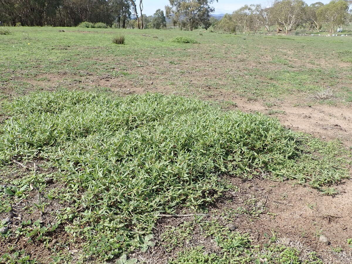 Sivun Persicaria prostrata (R. Br.) Sojak kuva