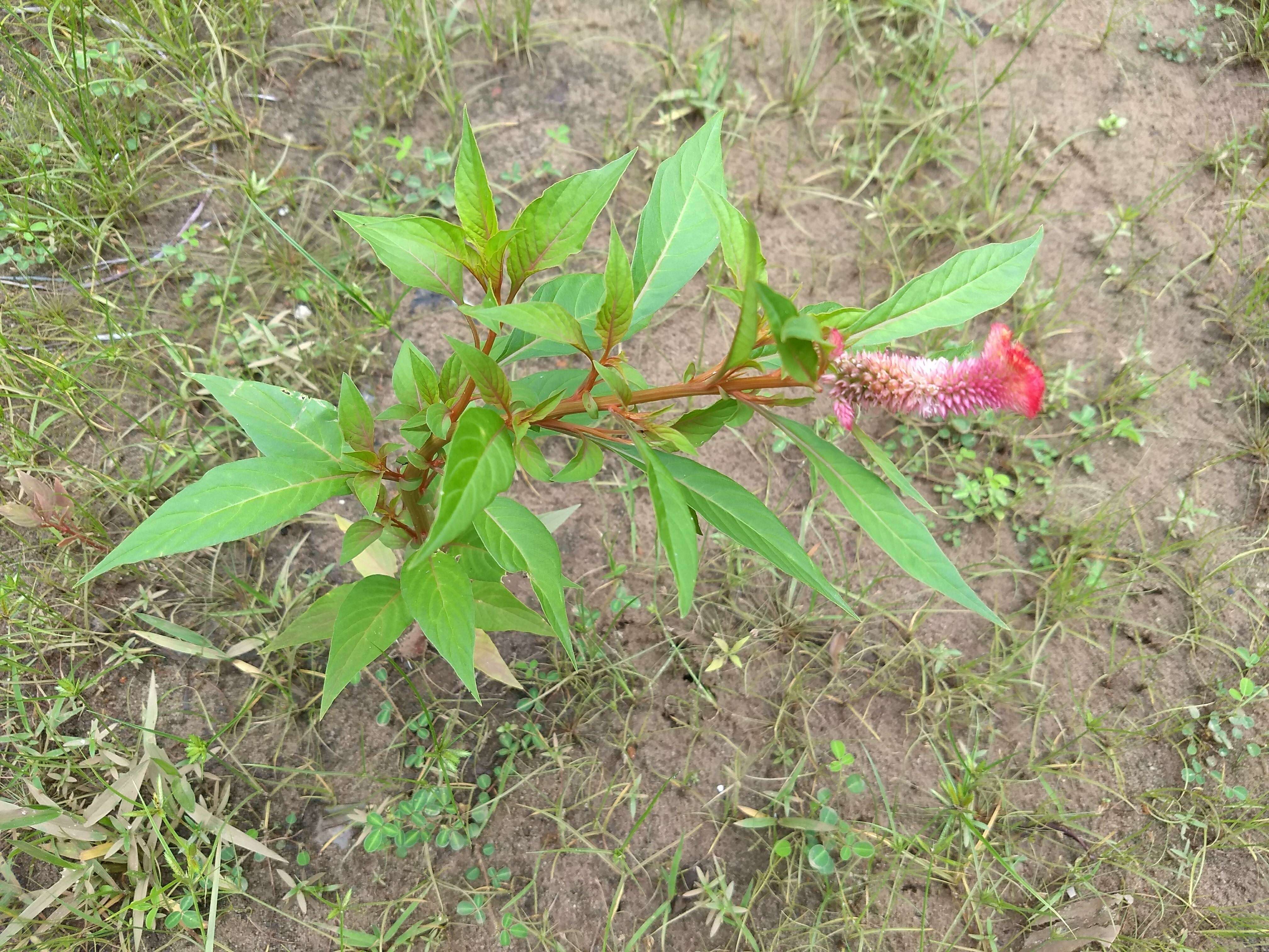 Imagem de Celosia argentea L.