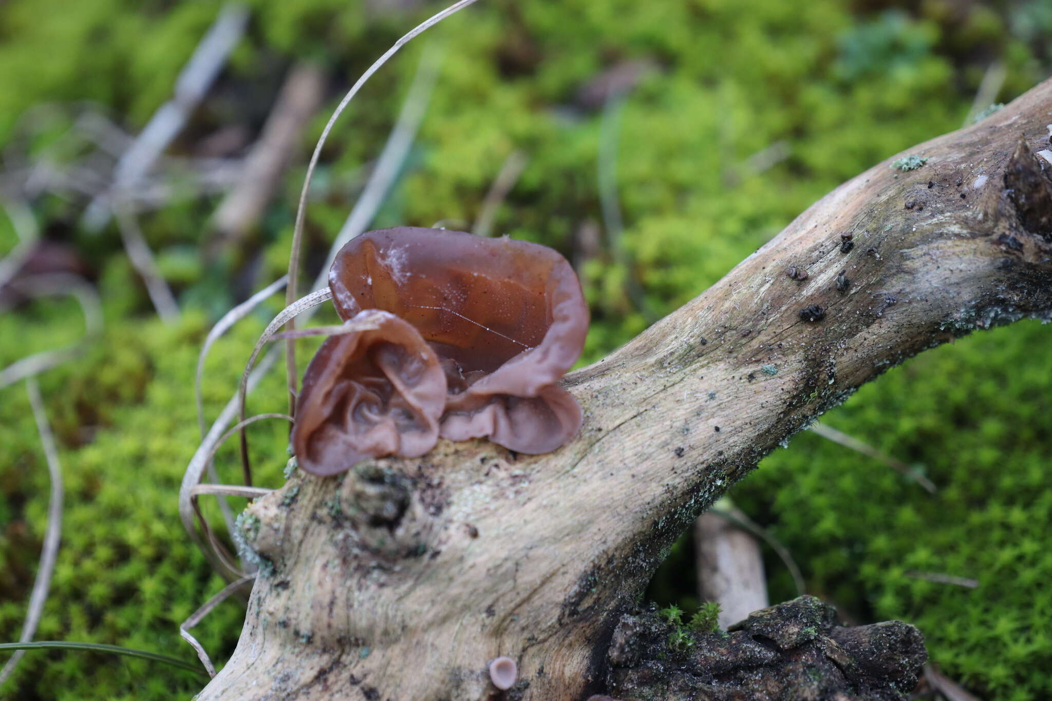 Image of ear fungus