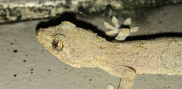 Image of Schlegel's Japanese Gecko