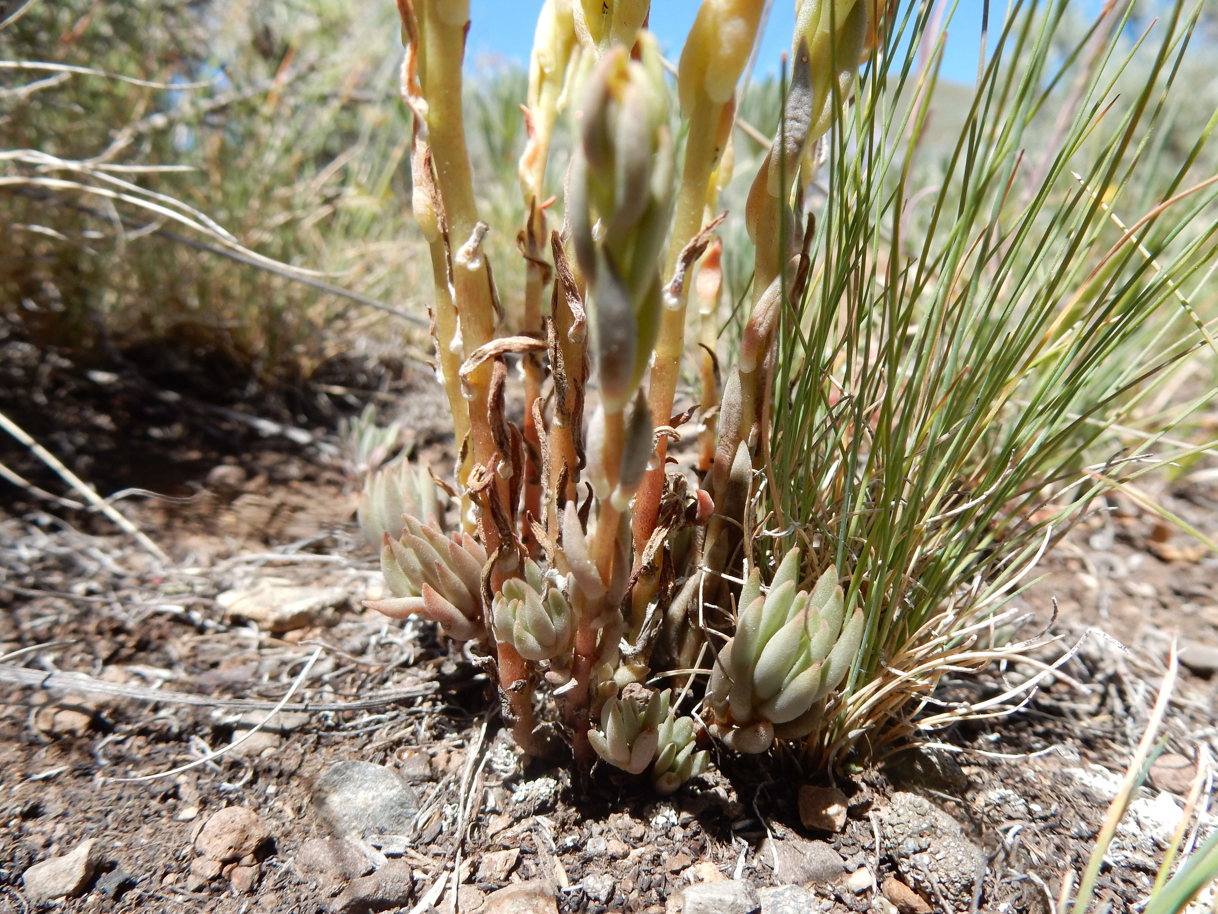 Image de Sedum lanceolatum Torr.