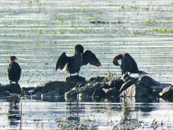 Image of Pygmy Cormorant