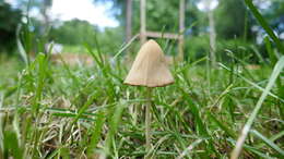 Image of Conocybe apala (Fr.) Arnolds 2003