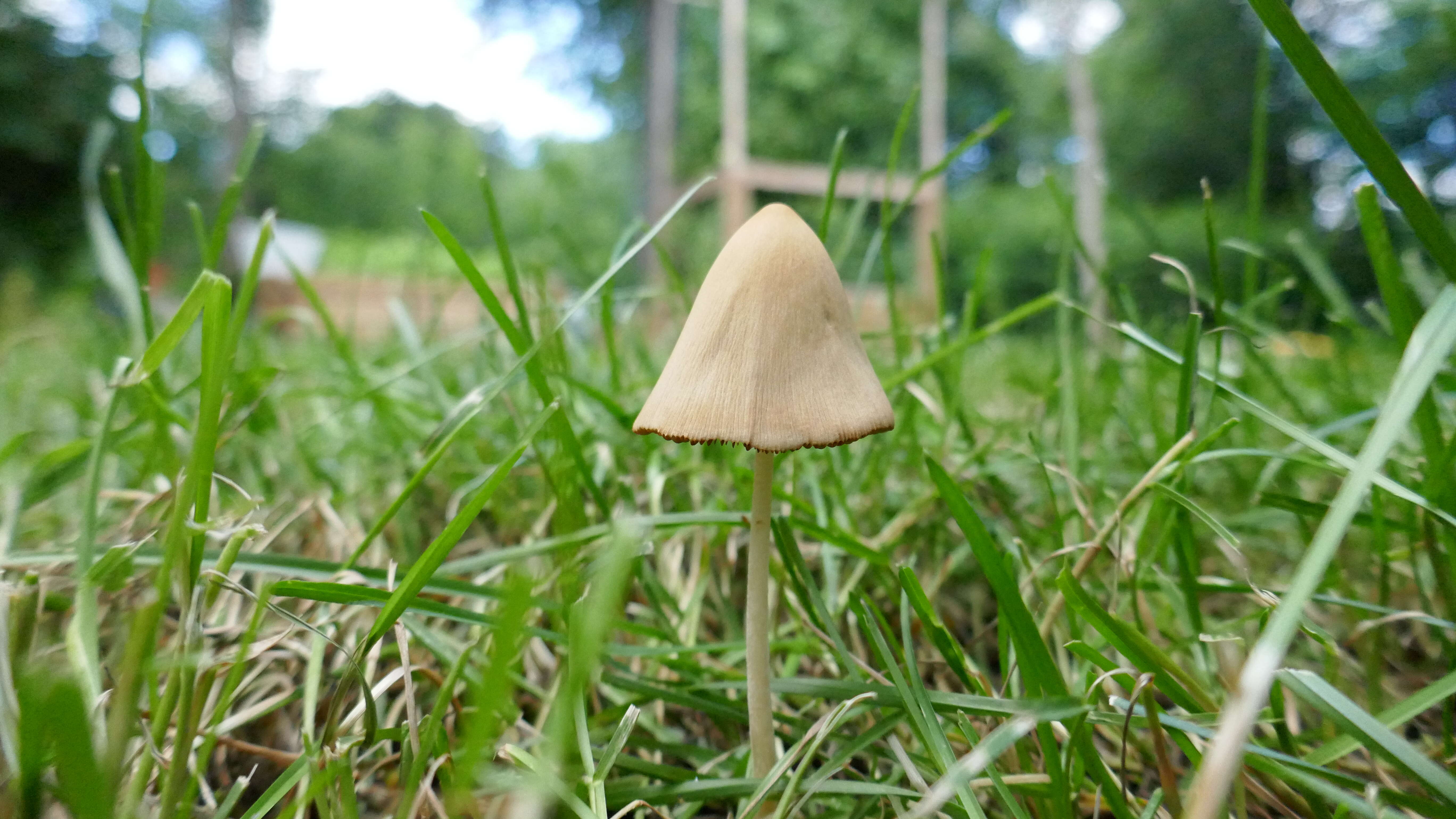 Image of White Dunce Cap