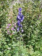 Слика од Aconitum napellus L.