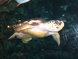 Image of Caretta